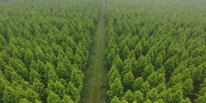 湛江园林苗圃基地位置,苗圃基地