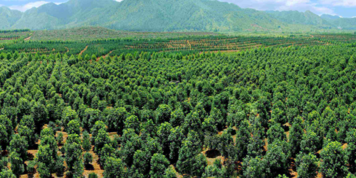 佛山蒲葵苗圃基地生产基地,苗圃基地