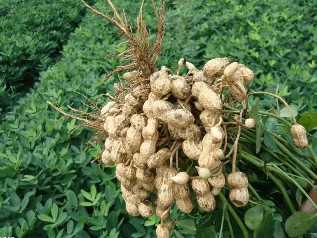 什么叫植物生长调节剂,植物调节剂