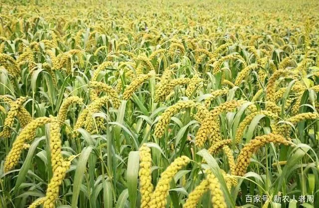 北京阿格洛法士植物调节剂,植物调节剂