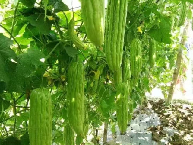 植物生长调节剂膨果,植物调节剂