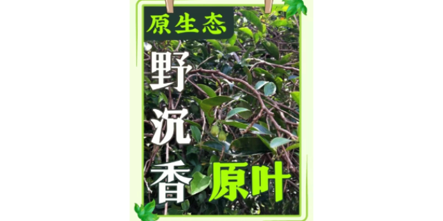 潮州天然沉香茶的好处,沉香茶