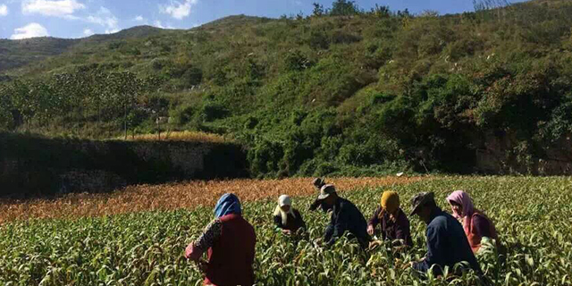 广东无添加小米商家,小米