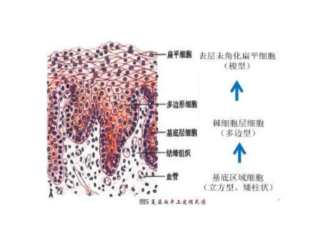 安徽正规糖原染色试剂盒直销价,糖原染色试剂盒