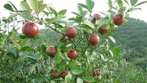 日本进口山茶油柔软剂现货,山茶油柔软剂